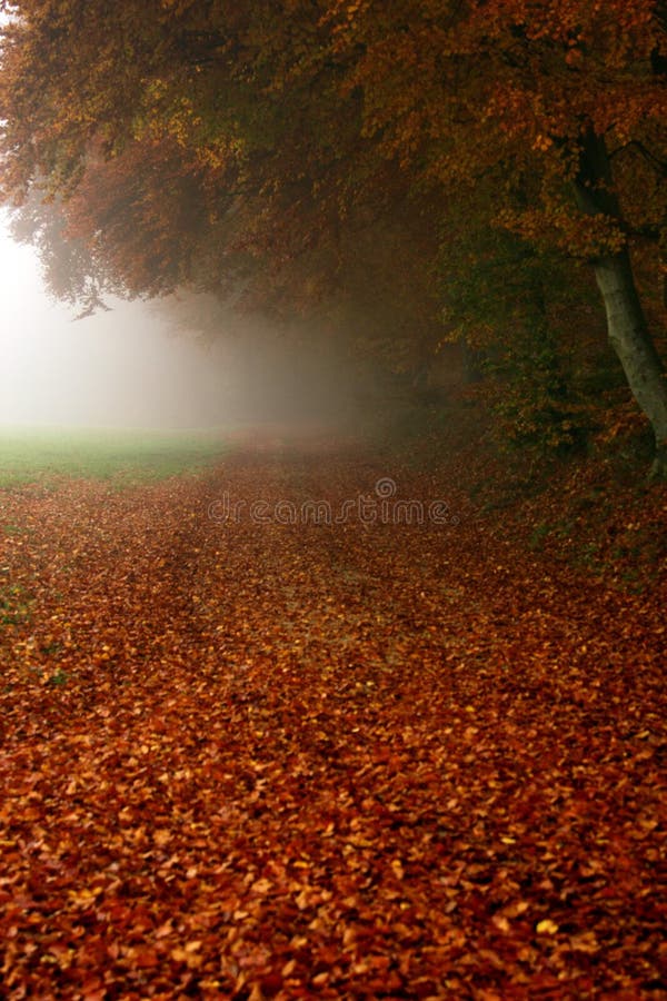 Rusty golden leaves and morning fog