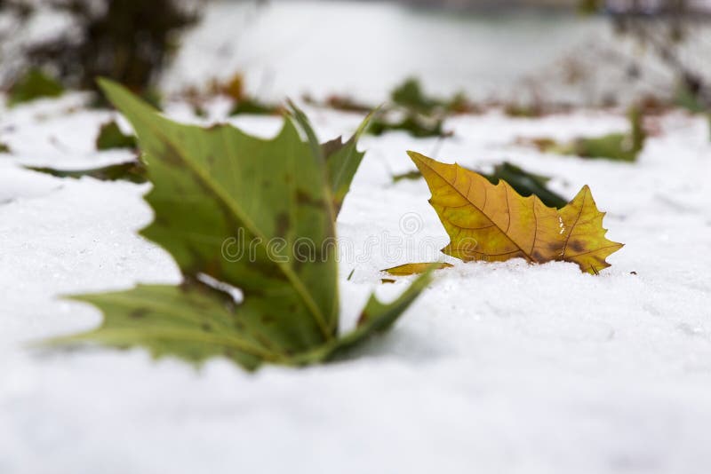 Green and rusty leaf in the snow stock photo