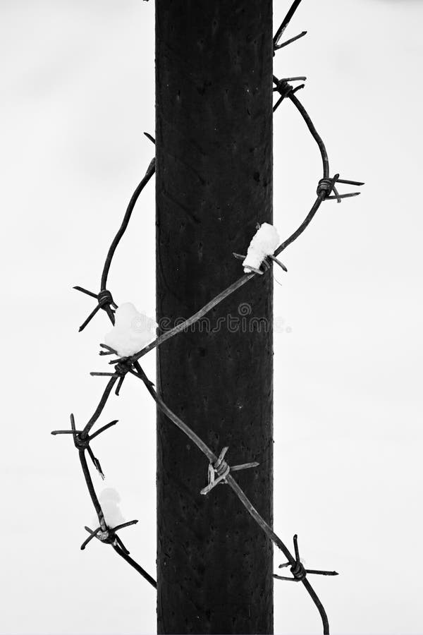 The Rusty Metal Fence Post is Wrapped with Barbed Wire. Stock Photo