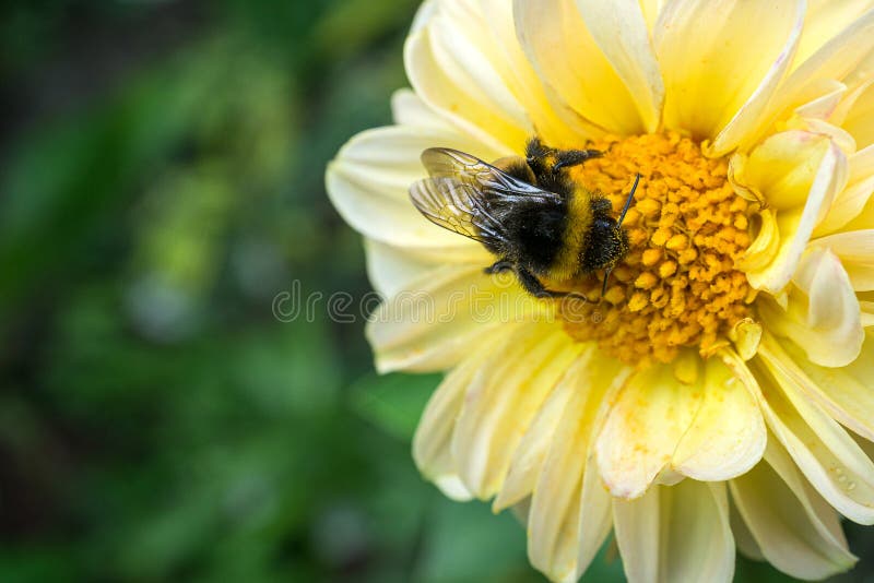 Yellow Bumblebee Ontario Stock Photos Free & RoyaltyFree Stock