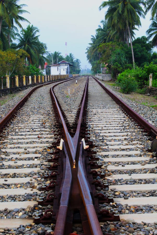 Rusty Railroad Tracks in Krueng Mane Stock Image Image of tree, plant 262683459