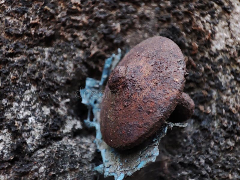 Rusty Thumbtack on an Old Wall Stock Photo Image of wildlife, wall