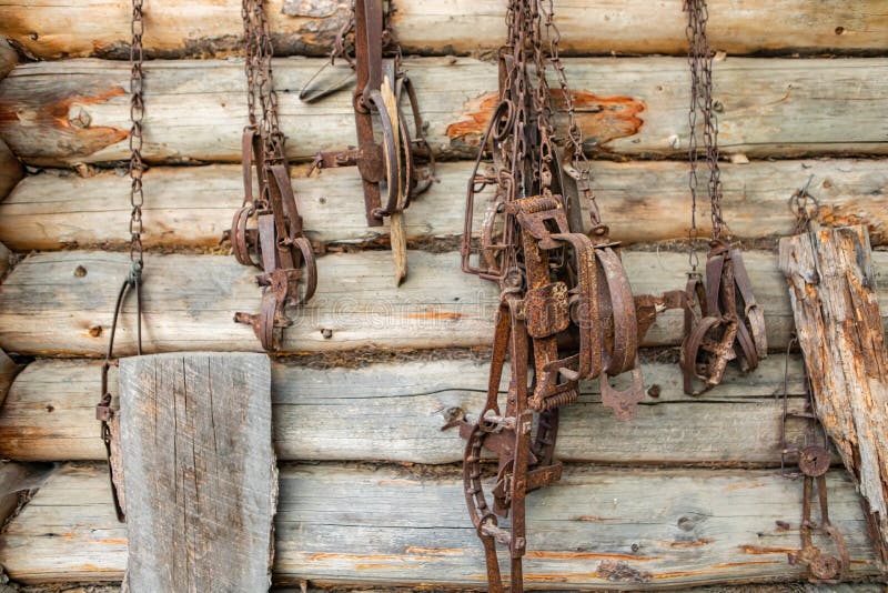 Rusty traps hanged on the wooden wall