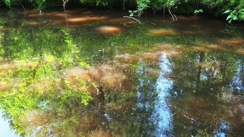 Rusty water flows through the Orzega River, surrounded by lush spruce taiga forest in Karelia. Tranquil reflections create a stock footage