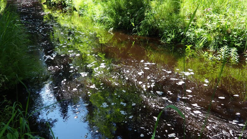 Rusty water flows through the Orzega River, surrounded by lush spruce taiga forest in Karelia. Tranquil reflections create a stock video footage