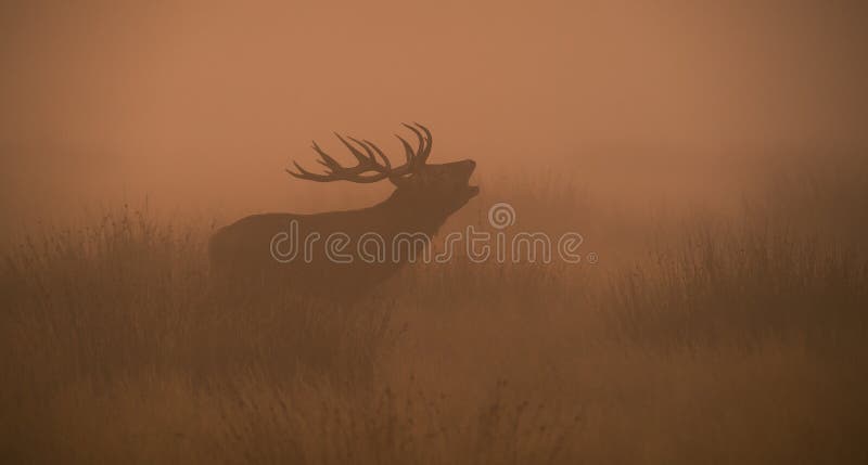 Red Deer, Deer, Cervus elaphus