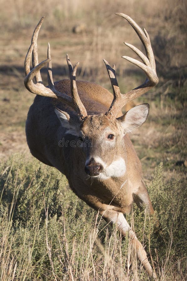 The rut is on for whitetail deer