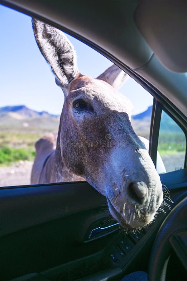 Burro or donkey begging for food on Route 66 in Oatman, Arizona. The animals are a famous scene for those who travel on the Mother Road highway in the United States of America. Burro or donkey begging for food on Route 66 in Oatman, Arizona. The animals are a famous scene for those who travel on the Mother Road highway in the United States of America.