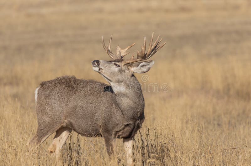 Rutting Mule Deer in Snow stock image. Image of snow - 35799903