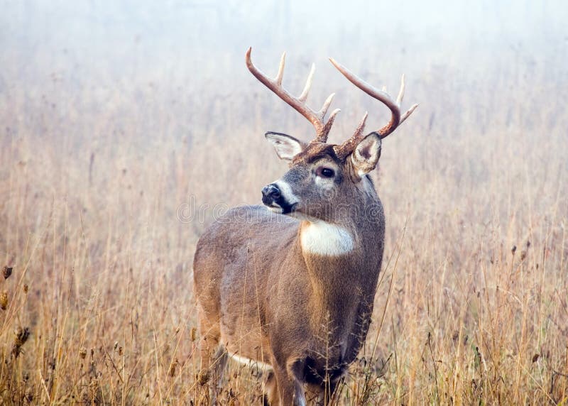 Rutting Whitetail Deer Buck