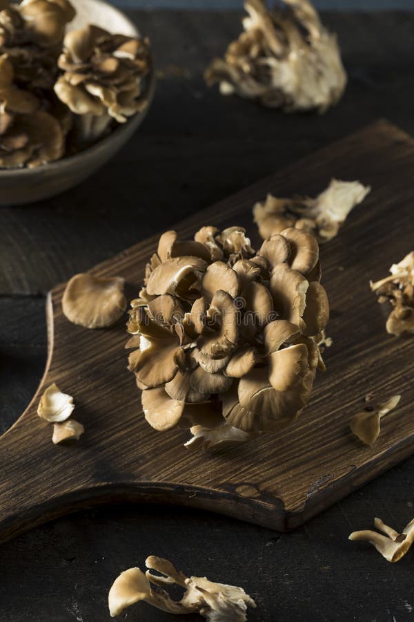 Raw Organic Maitake Mushrooms in a Bunch. Raw Organic Maitake Mushrooms in a Bunch
