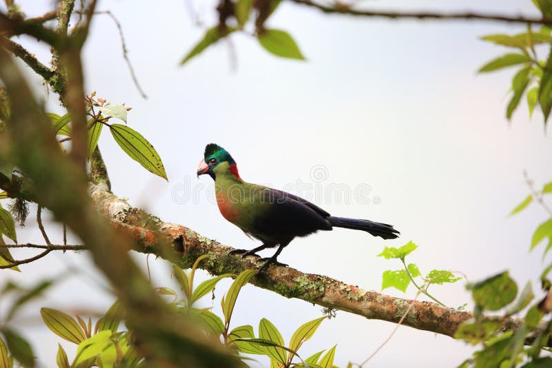 Ruwenzori turaco (Ruwenzorornis johnstoni) in Nyungwe National Park, Rwanda. Ruwenzori turaco (Ruwenzorornis johnstoni) in Nyungwe National Park, Rwanda