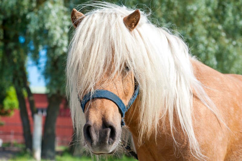 Ruwharig de poneyhoofd van palominoshetland Close-up summetime in openlucht I stock afbeeldingen Ruwharig de poneyhoofd van palominoshetland Close-up summetime in openlucht I stock afbeeldingen