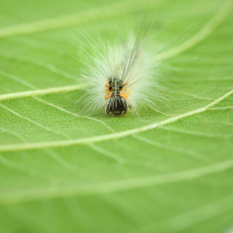 Ruwharige Ongedierterupsband Op Bladrand Stock Afbeelding Image of