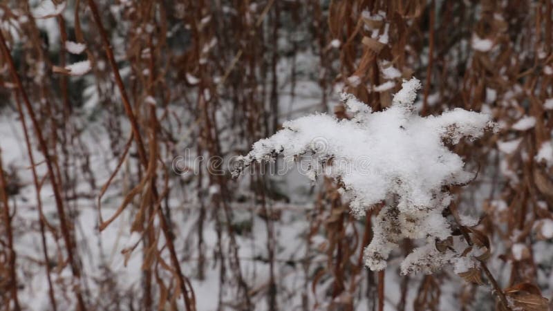 Ruwsneeuwbedekte goudstroop