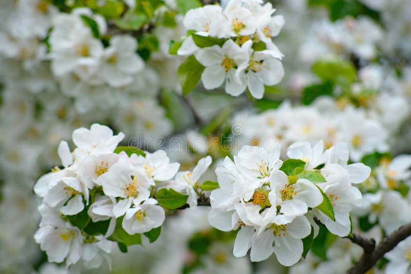 A ?rvore de Apple na flor com as flores delicadas das p?talas do branco cinco e as folhas verdes novas fecham-se acima foto de stock royalty free A ?rvore de Apple na flor com as flores delicadas das p?talas do branco cinco e as folhas verdes novas fecham-se acima foto de stock royalty free