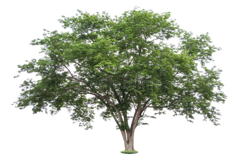 A ?rvore grande e verde isolada no fundo branco As ?rvores bonitas e robustas est?o crescendo na floresta, no jardim ou no parque foto de stock A ?rvore grande e verde isolada no fundo branco As ?rvores bonitas e robustas est?o crescendo na floresta, no jardim ou no parque foto de stock