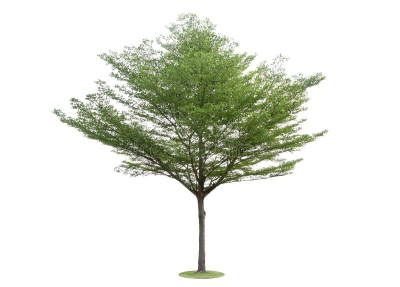 A ?rvore grande e verde isolada no fundo branco As ?rvores bonitas e robustas est?o crescendo na floresta, no jardim ou no parque fotografia de stock A ?rvore grande e verde isolada no fundo branco As ?rvores bonitas e robustas est?o crescendo na floresta, no jardim ou no parque fotografia de stock