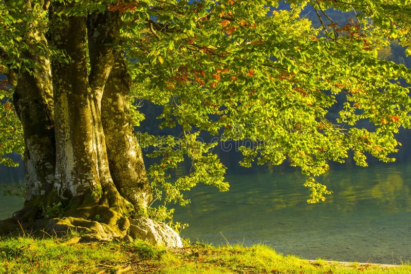 ?rvore velha pelo lago Bohinj, Eslov?nia fotos de stock ?rvore velha pelo lago Bohinj, Eslov?nia fotos de stock