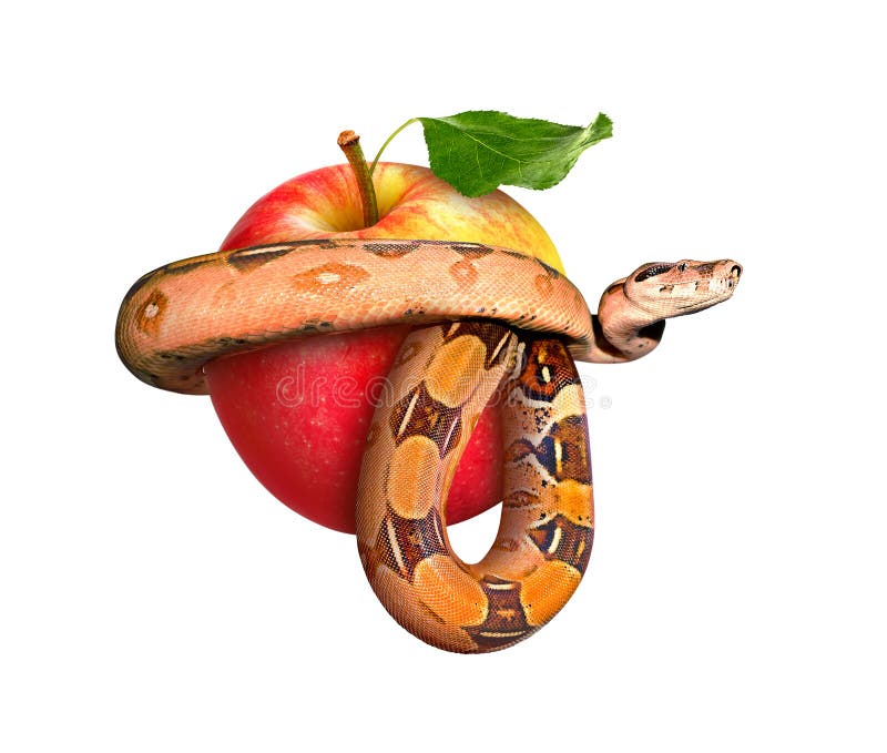 RW Snake entwined apple on a white background stock image