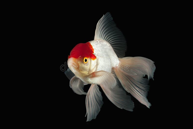 Ryba Biały Oranda Goldfish z czerwieni głową na czarnym tle obraz stock Ryba Biały Oranda Goldfish z czerwieni głową na czarnym tle obraz stock