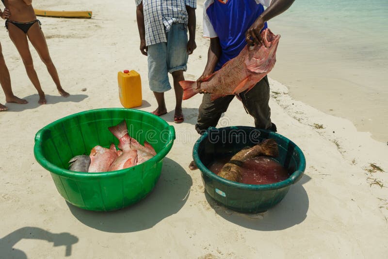 Rybacy na plażowym podziale łapią świeżej ryba czerwonego snapper obrazy stock Rybacy na plażowym podziale łapią świeżej ryba czerwonego snapper obrazy stock