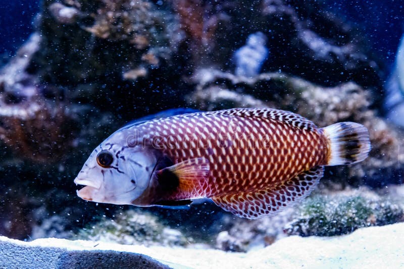 Rybi Guban - smoka Novaculichthys taeniourus obraz stock Rybi Guban - smoka Novaculichthys taeniourus obraz stock