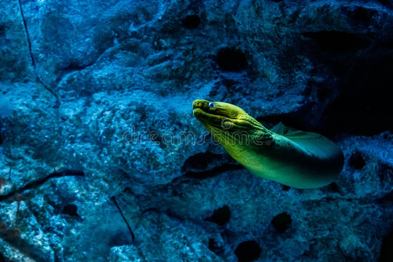 Rybi Zieleni Hymnothorax Gymnothorax funebris zdjęcie stock Rybi Zieleni Hymnothorax Gymnothorax funebris zdjęcie stock