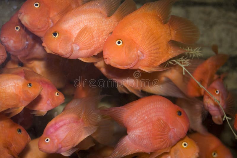 rybia papuzia czerwień zdjęcia royalty free rybia papuzia czerwień zdjęcia royalty free