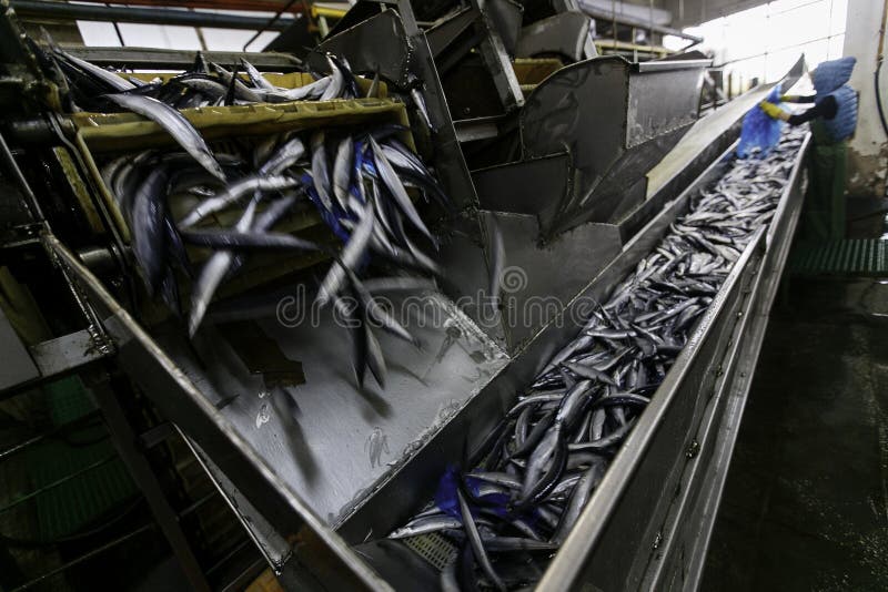 Raw sea fish on a factory conveyor. Production of canned fish. Raw sea fish on a factory conveyor. Production of canned fish.