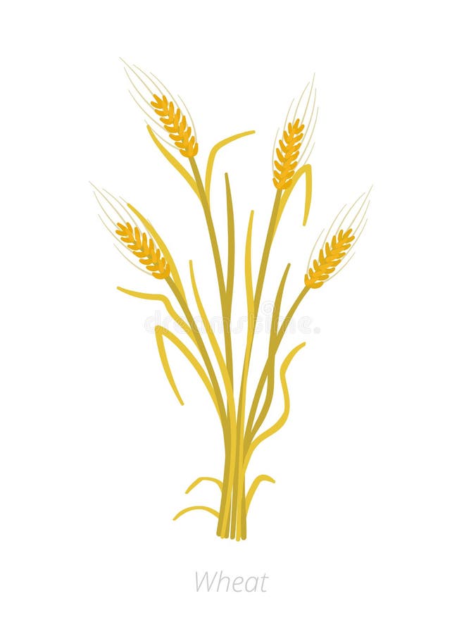 Grain Cereal Agricultural Crops. Sorghum Rye, Rice Maize And Wheat ...