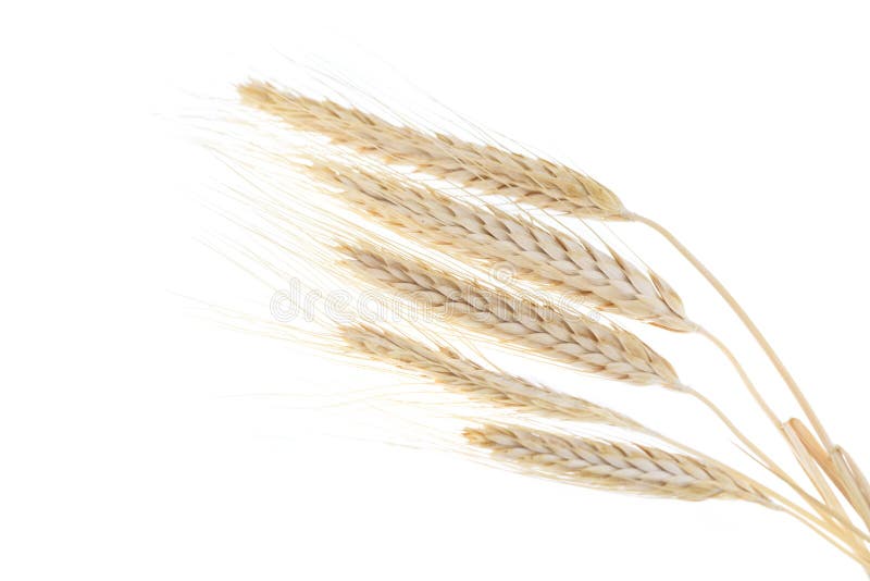 Rye ears isolated on white background