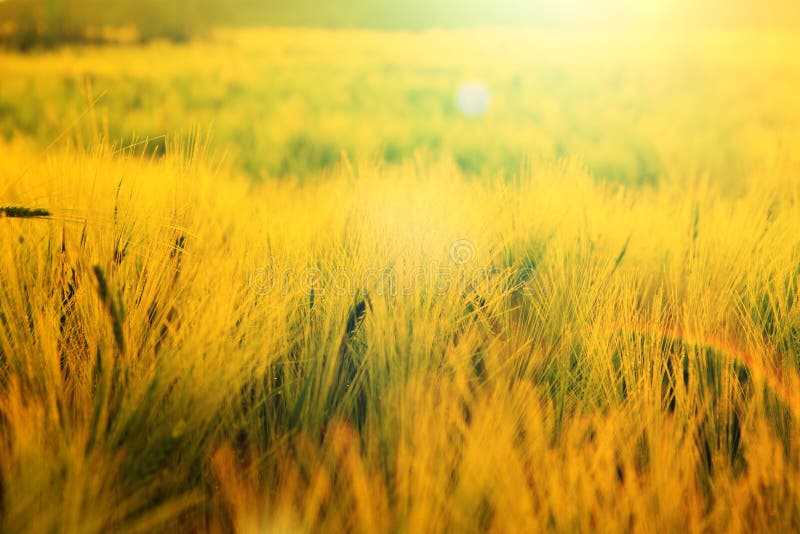 Rye-Erntefeld im Sonnenuntergang Gerstenfeld im Sonnenuntergang Ein Sommersonnenuntergang über Rasenfläche