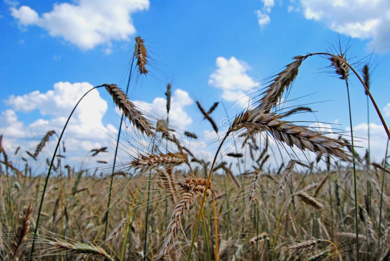 Rye field