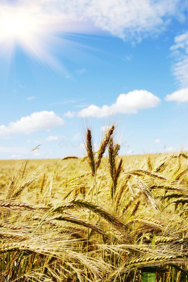 The rye field