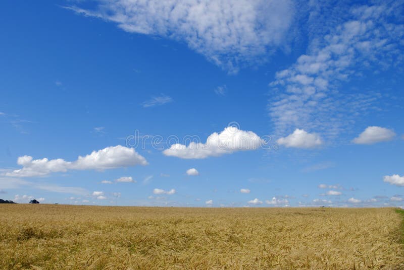 The rye field