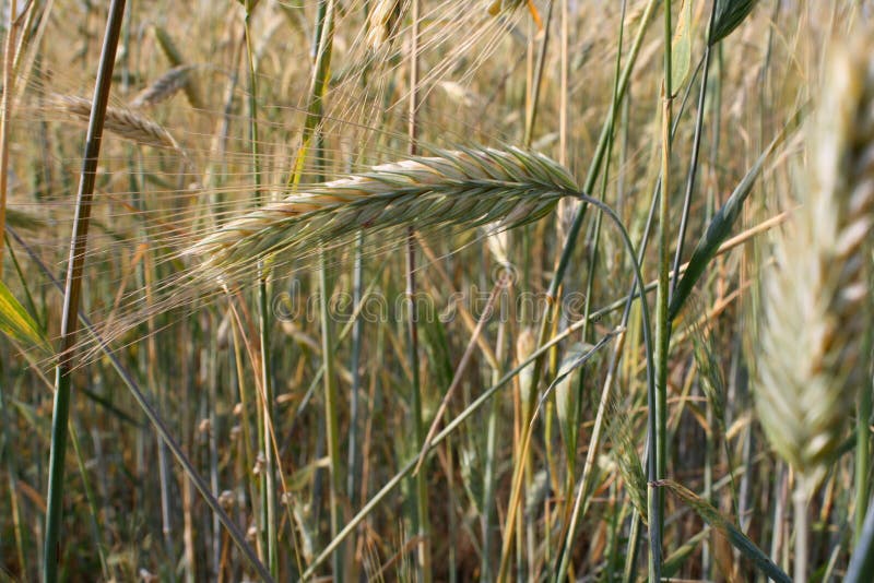 Rye field Spikelets of golden rye wheat close-up. Beautiful nature. Rural landscape. The concept of a rich harvest. Label art de. Sign. Beautiful landscape with stock image Rye field Spikelets of golden rye wheat close-up. Beautiful nature. Rural landscape. The concept of a rich harvest. Label art de. Sign. Beautiful landscape with stock image