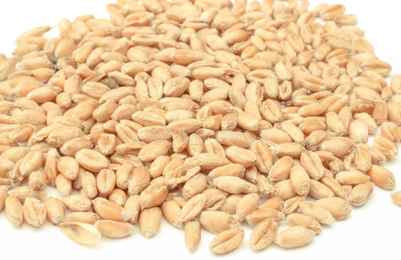 Rye or Wheat Grains on White Background Stock Photo Image of