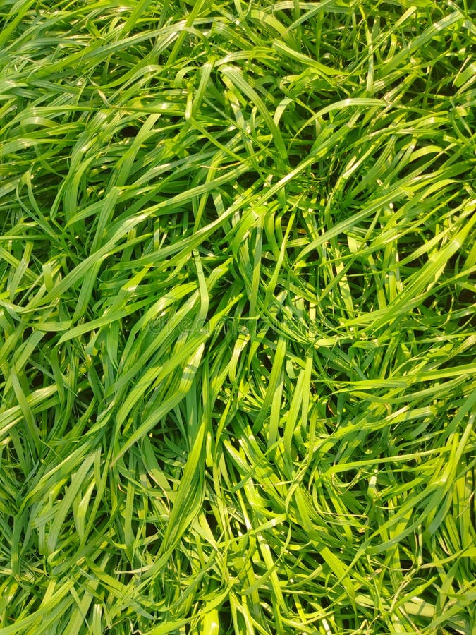 Ryegrass Pasture, Feed for Cattle Stock Photo Image of crop, pasture 227767050