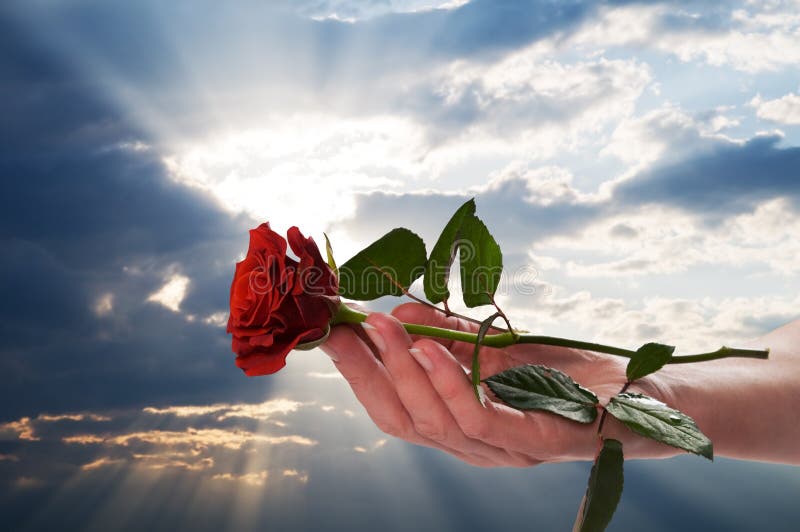 rymma rose landskap för röd romantiker royaltyfria foton rymma rose landskap för röd romantiker royaltyfria foton