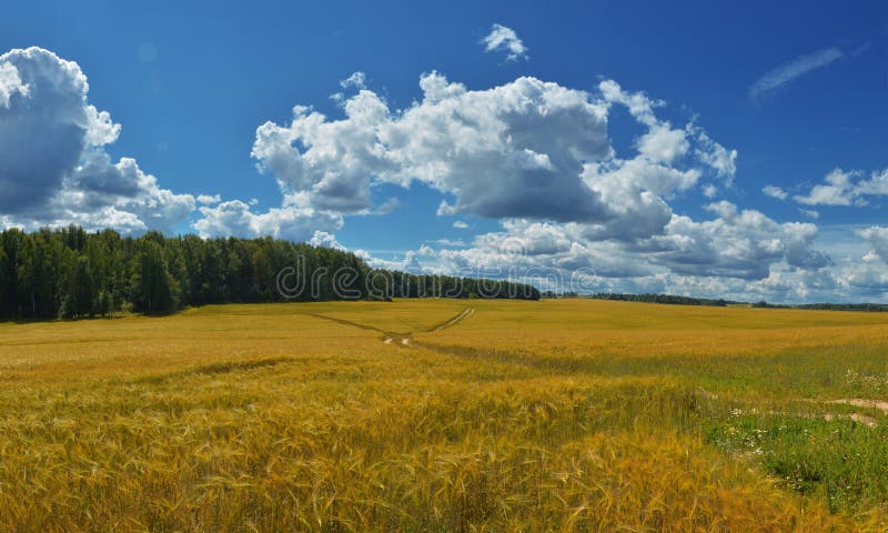Rysk natur - gränslöst ryskt fält 2 arkivbilder Rysk natur - gränslöst ryskt fält 2 arkivbilder