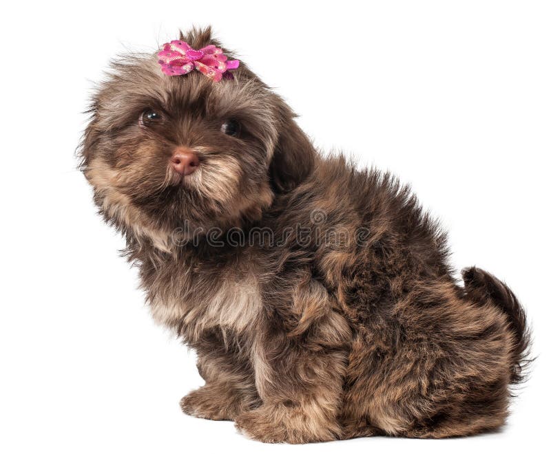Rysk valp för färgvarvhund royaltyfri foto Rysk valp för färgvarvhund royaltyfri foto