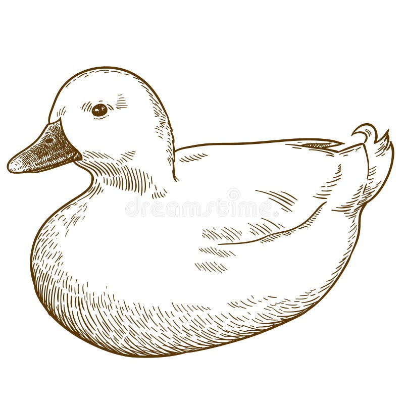 Rysująca ilustracja ptaka kaczki białej ilustracja wektor
