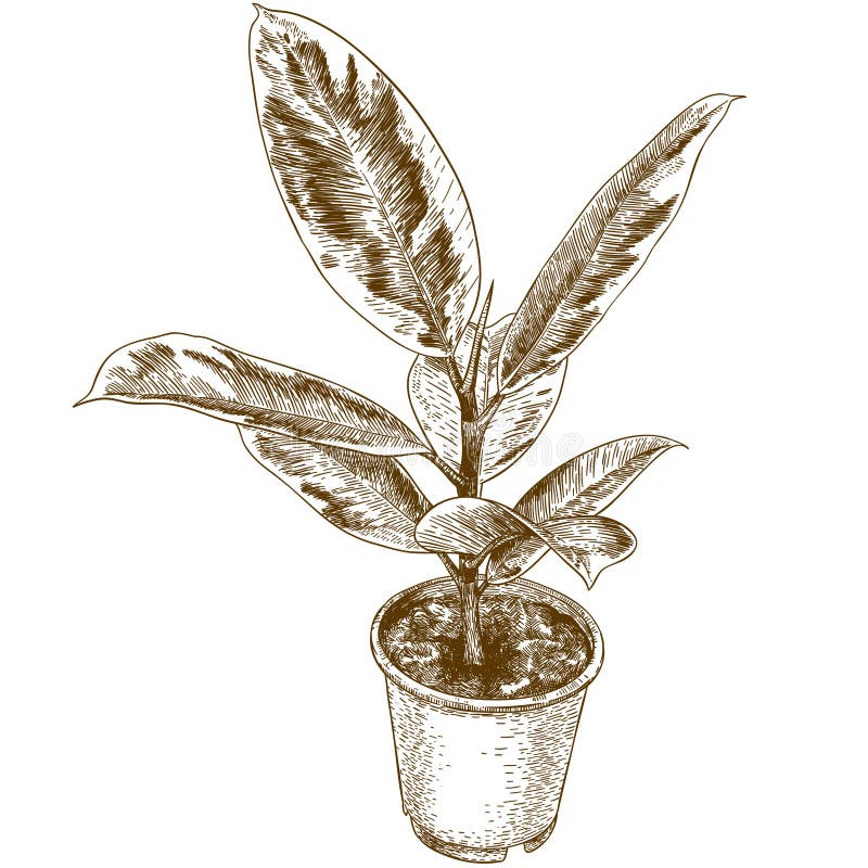 Rytownictwo rysunkowa ilustracja elastyczna ficus ilustracja wektor