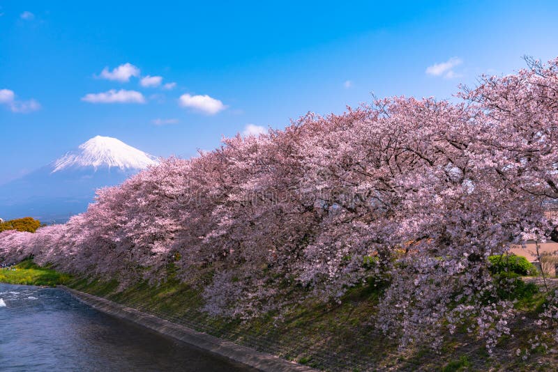 Mount Fuji ( Mt. Fuji ) with Sakura Cherry Blossom at the River in the ...