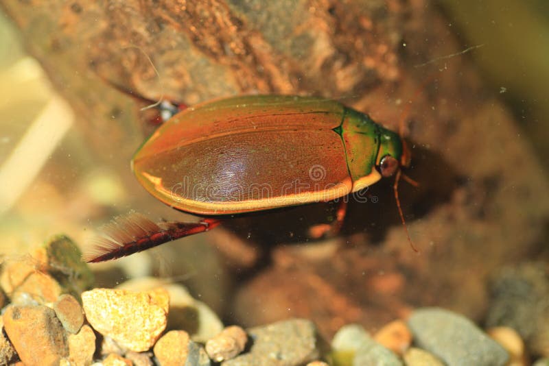 Ryukyu Diving beetle stock image. Image of tank, animal 39431509