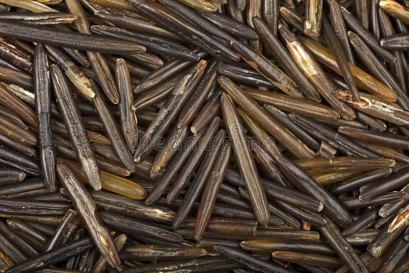 Pile of raw wild rice macro background. Pile of raw wild rice macro background