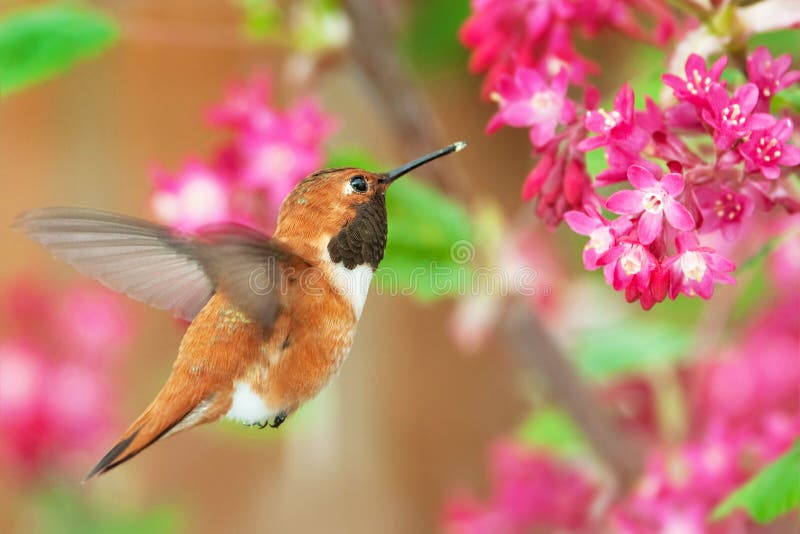 Ryży Hummingbird karmienie na Kwiatonośnym rodzynku fotografia stock Ryży Hummingbird karmienie na Kwiatonośnym rodzynku fotografia stock
