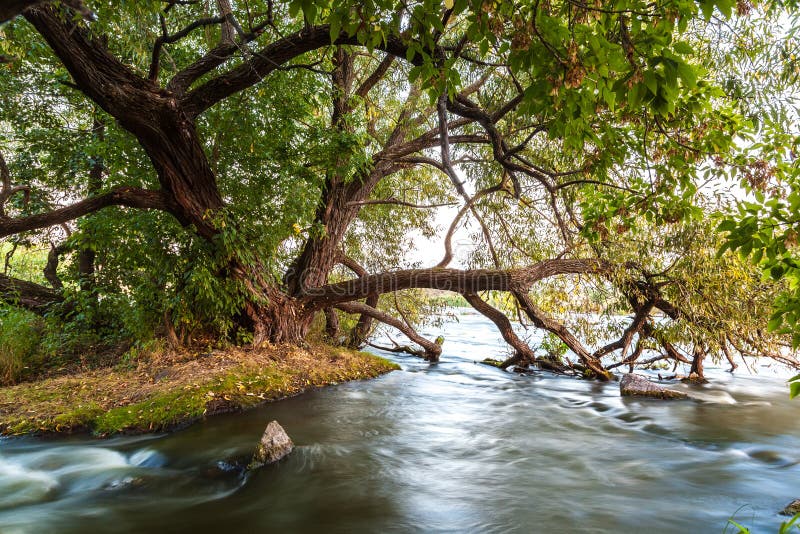 Rzeka przepływ w skałach blisko dużego zielonego drzewa