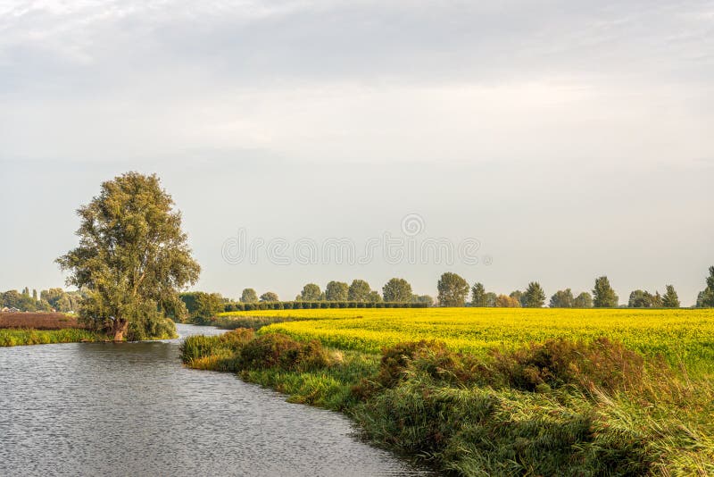 Rzepak żółkwiatowy na holenderskim polu obok wąskiej rzeki medering fotografia royalty free